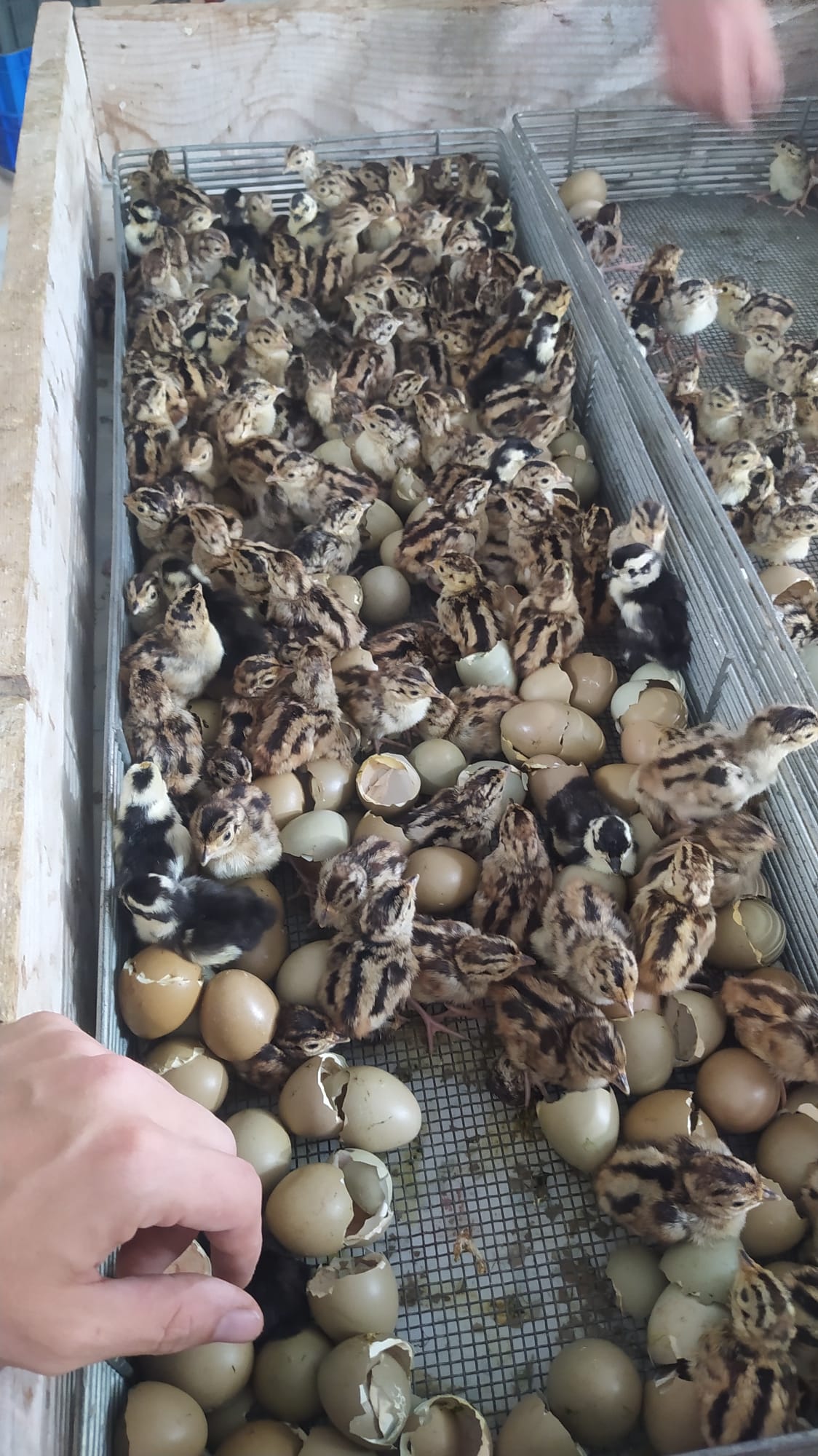 Keltetőben lévő tojások