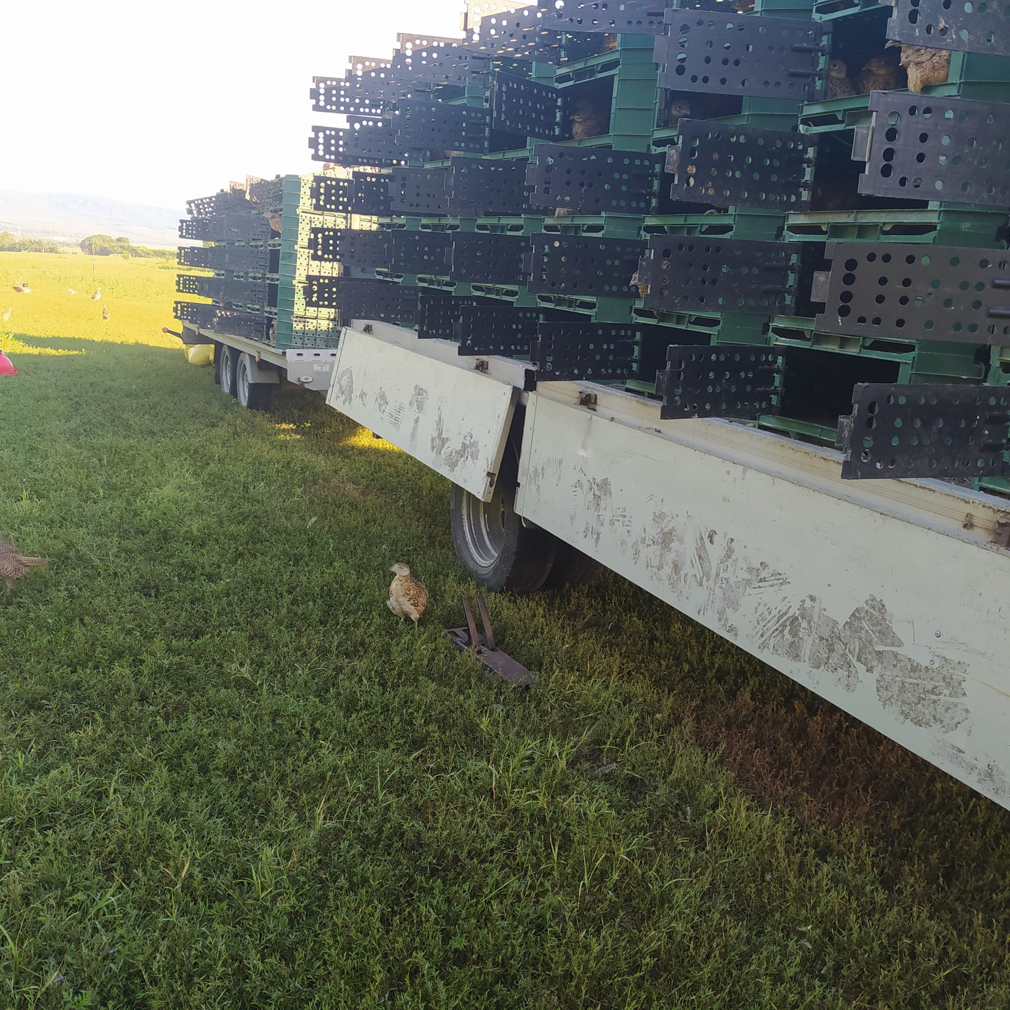 Fácánok kiengedése