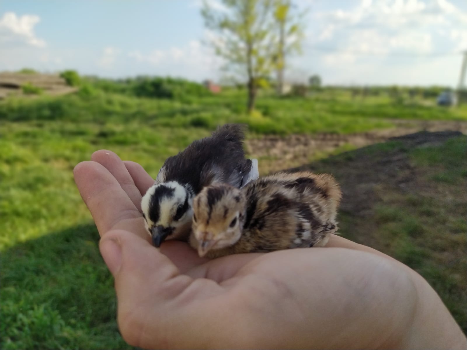 Fácán természetes fényben