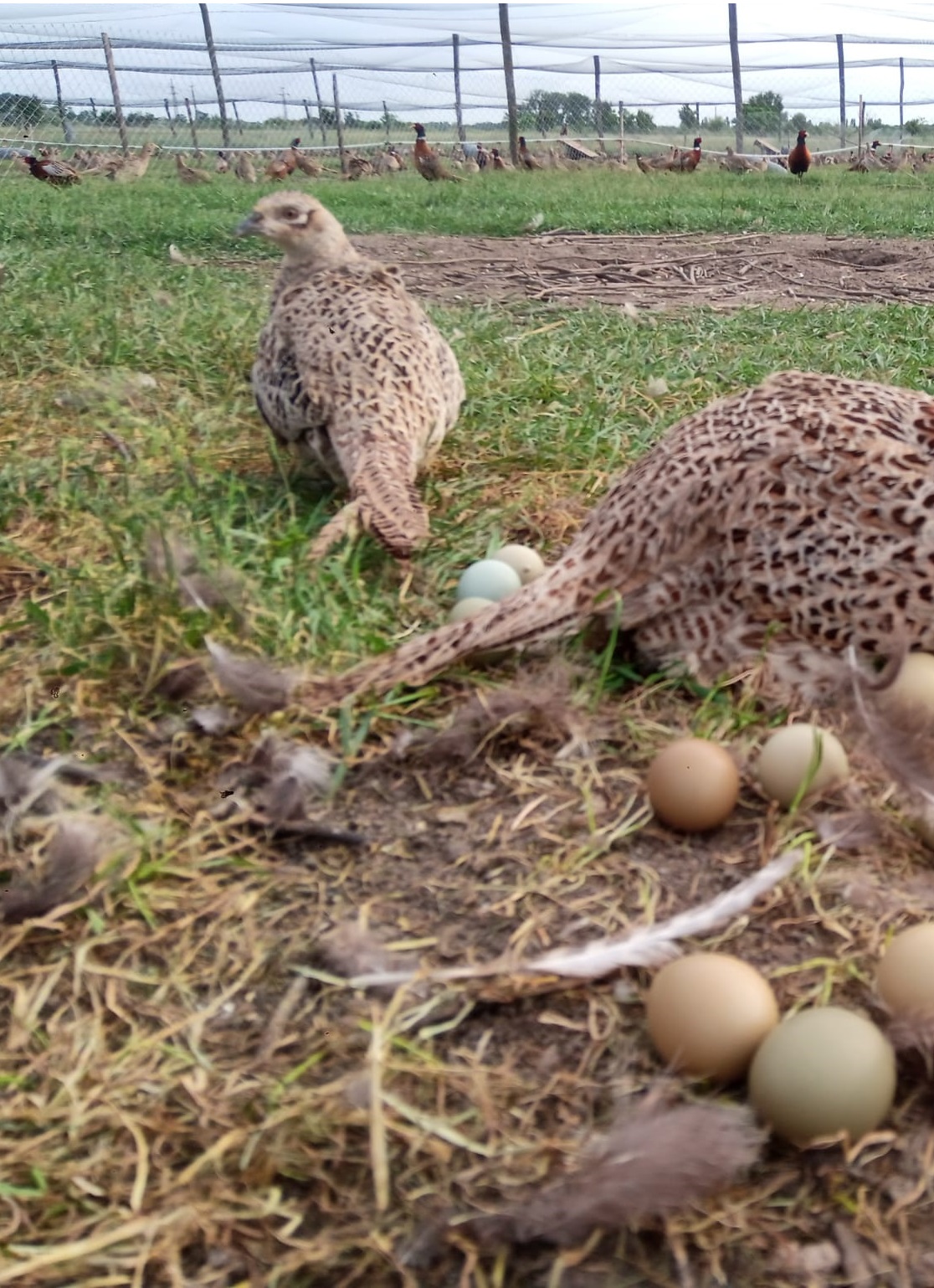 Tojásrakás folyamata